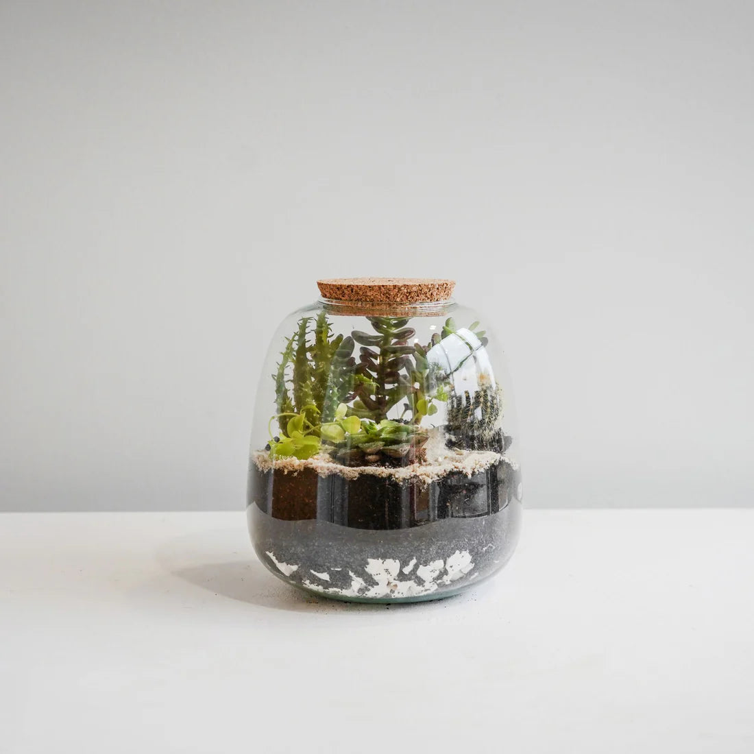 Bowl Shape Medium Terrarium DIY Kit