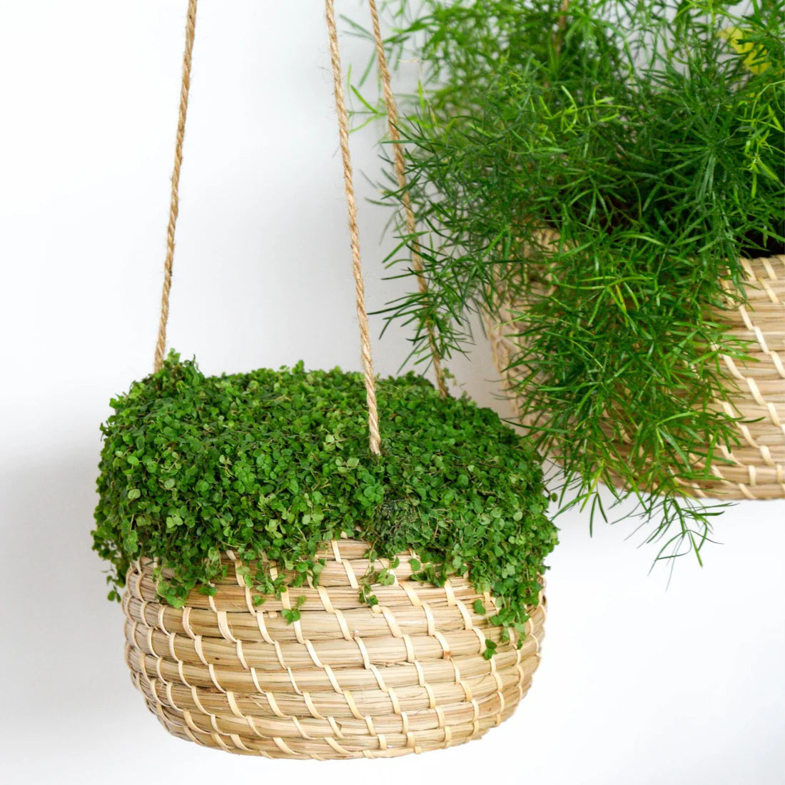 Hanging Seagrass Planter Set of 2