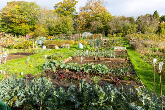 Inside the UK Allotment Revival: Why We’re Returning to Slow Living and Growing Our Own