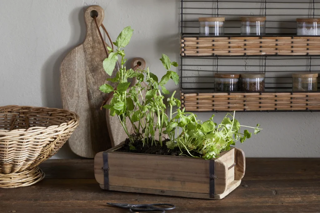 Inside the UK Allotment Revival: Why We’re Returning to Slow Living and Growing Our Own NP58662 NP58702 Dudha Reclaimed Brick Box nkuku 1
